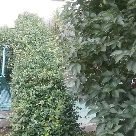 Ramaglianti * Florens